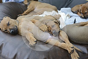 Litter of Rhodesian Ridgeback puppies sleeping