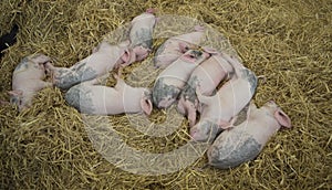 Litter of sleeping piglets