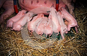 a litter of small piglets sucking on teats in the stable photo