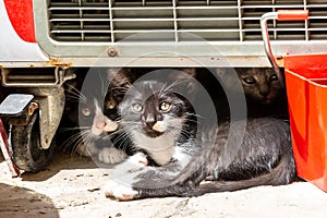 A litter of stray kittens on the Island of Cyprus sheltering under a cart