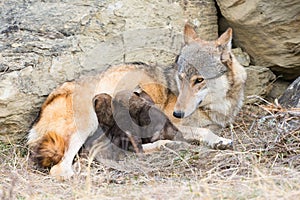 Litter of wolf pups nursing on mother