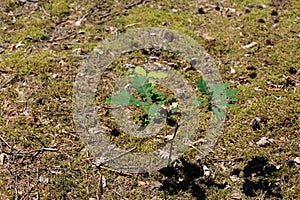 Litter and a young oak