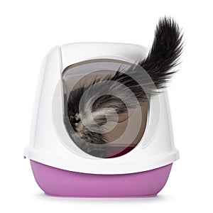 Litterbox with cat on white background