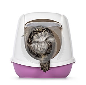 Litterbox with cat on white background