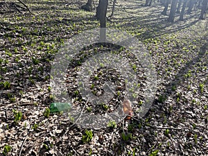 Littered- European Broadleaf Forest - Vernal vegetation - Spring - Understory