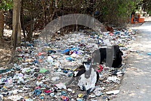image of Garbage throw on side of road and cows are sitting on it in india
