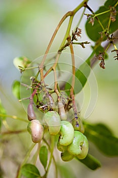 Littie fruit of Anacardiaceae or Cashew nuts