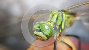 littil insects photo