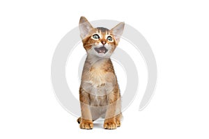 Little Abyssinian Kitty Meowing on Isolated White Background