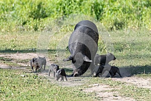 Little active baby pigs around sow mother pig
