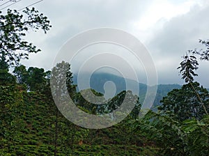 Little Adam peak, mountain in the fog view from the jungle