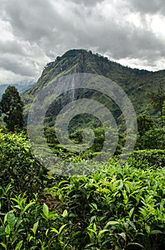 Little Adam's Peak, Sri Lanka