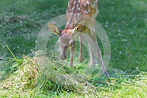 Little adorable fawn smelling green grass in summer meadow outdoors