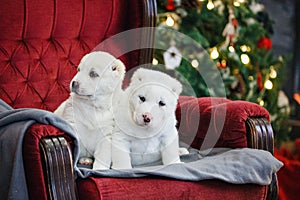 Little adorable white puppy, Central Asian shepherd dog on a red luxurious couch in the New Year.