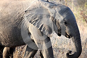 Little African baby elephant walking along the savannah