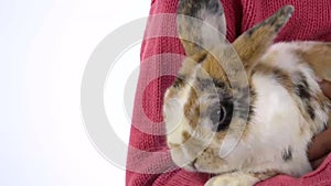 Little african girl is holding and stroking three colored rabbit at white background. Close up. Slow motion