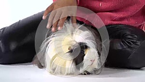 Little african girl is stroking fluffy Sheltie guinea pig at white background. Close up. Slow motion