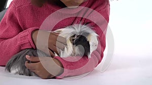 Little african girl is stroking fluffy Sheltie guinea pig at white background. Close up. Slow motion