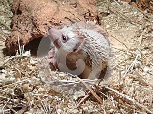 A little african hedgehog woke up