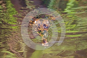 Little alligator in the river in Borneo