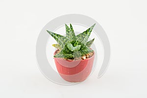 Little aloevera