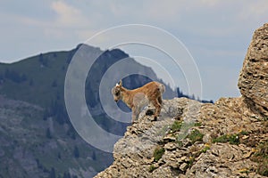 Little alpine ibex baby