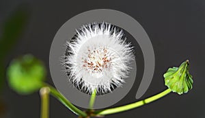 Little angels or dandelions in a garden in Barcelona