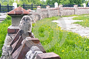 Little angry owl sitting on the fence