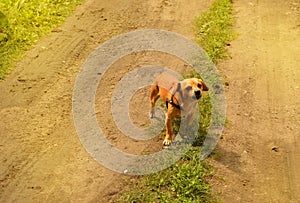 Little angry red dog stands on the road and looks aggressively, outdoors on a summer day