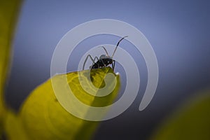 Little ant photo