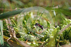 Little Ant on mossy grass Surface