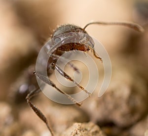 Little ant in nature. super macro