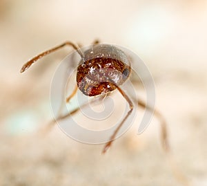 Little ant in nature. super macro