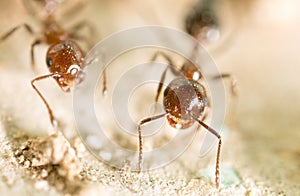Little ant in nature. super macro