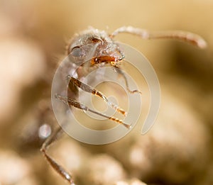 Little ant in nature. super macro