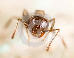 Little ant in nature. super macro