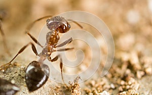 Little ant in nature. super macro