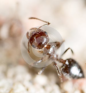 Little ant in nature. super macro