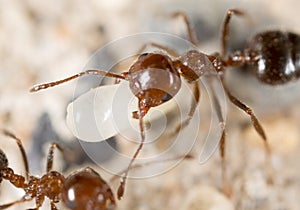 Little ant in nature. super macro