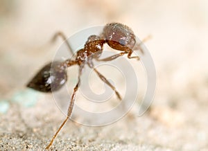 Little ant in nature. super macro