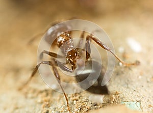 Little ant in nature. super macro