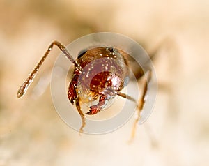 Little ant in nature. super macro