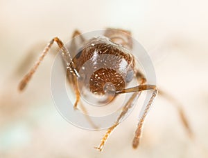 Little ant in nature. super macro