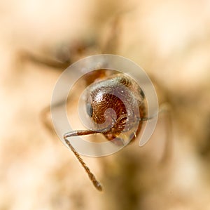 Little ant in nature. super macro