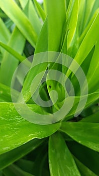 A little ant walking on a big leaf