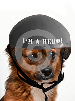 Little anxious looking puppy dog wearing a I`m a hero helmet