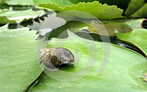 Little Apple Snail on green water lily leaf under bright sun light in the bpond