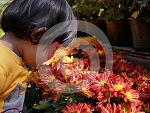 A little Asian baby girl smelling / kissing fresh yellow red chrysanthemum flowers