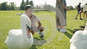 Little asian boy child feeding swans in the park in summer, grass, sunny leisure rest positive, curious