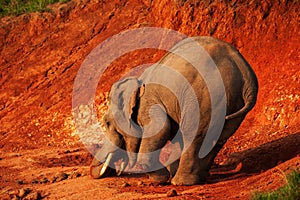 A little Asian Elephant feeding on salt lick